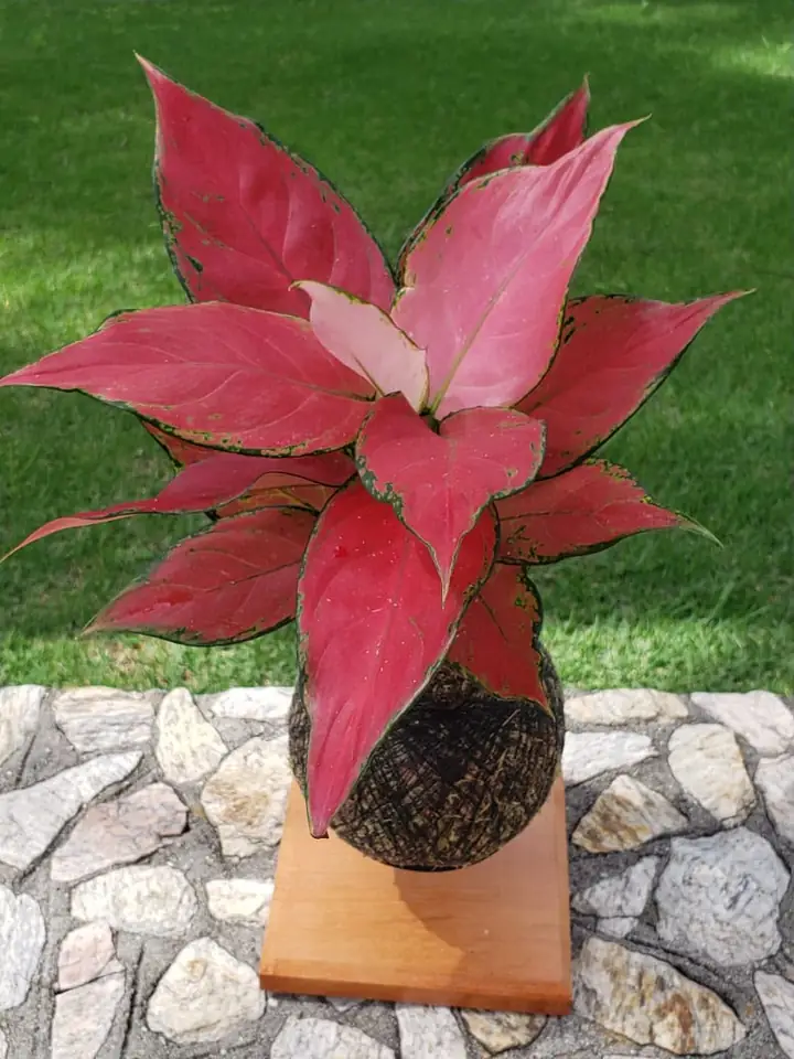 Kokedama de aglaonema vermelha sobre base de madeira