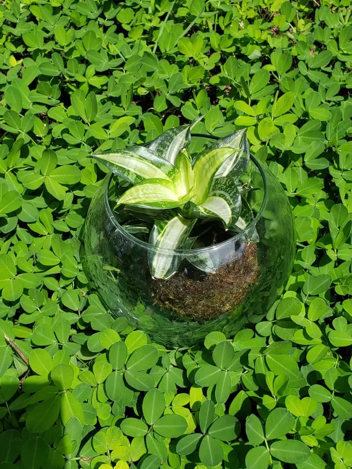 Suculenta em aquário de vidro