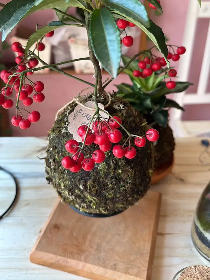 Kokedama de ardísia com frutinhos vermelhos