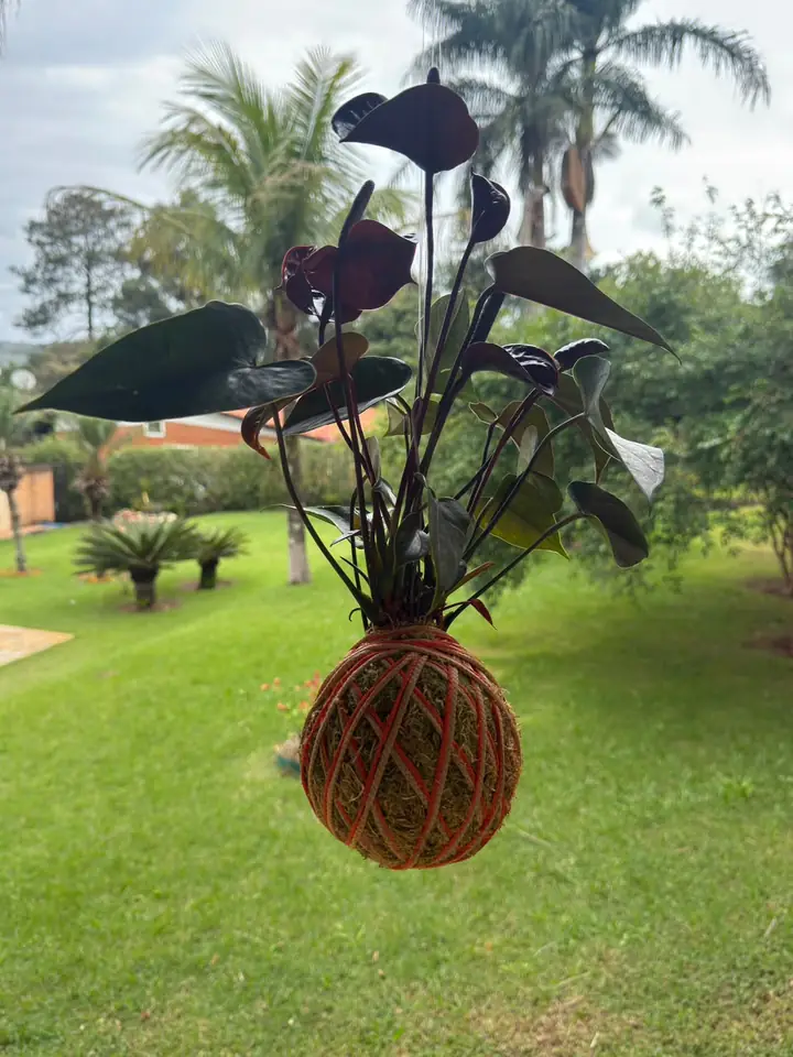 Kokedama suspensa de folhagem escura, amarrada com fio terracota