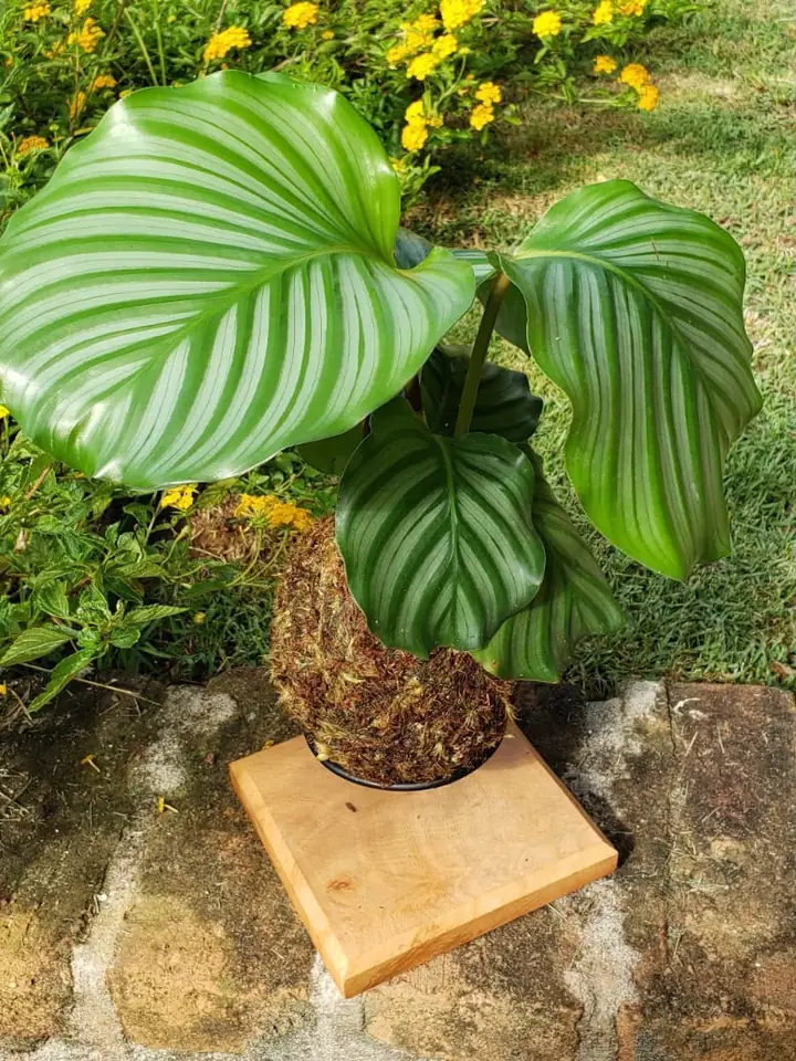 Kokedama de calathea de folhas listradas
