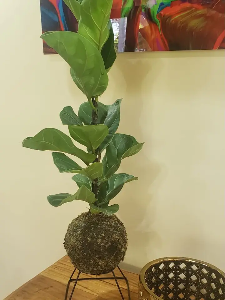 Kokedama de figueira-lira no suporte de ferro
