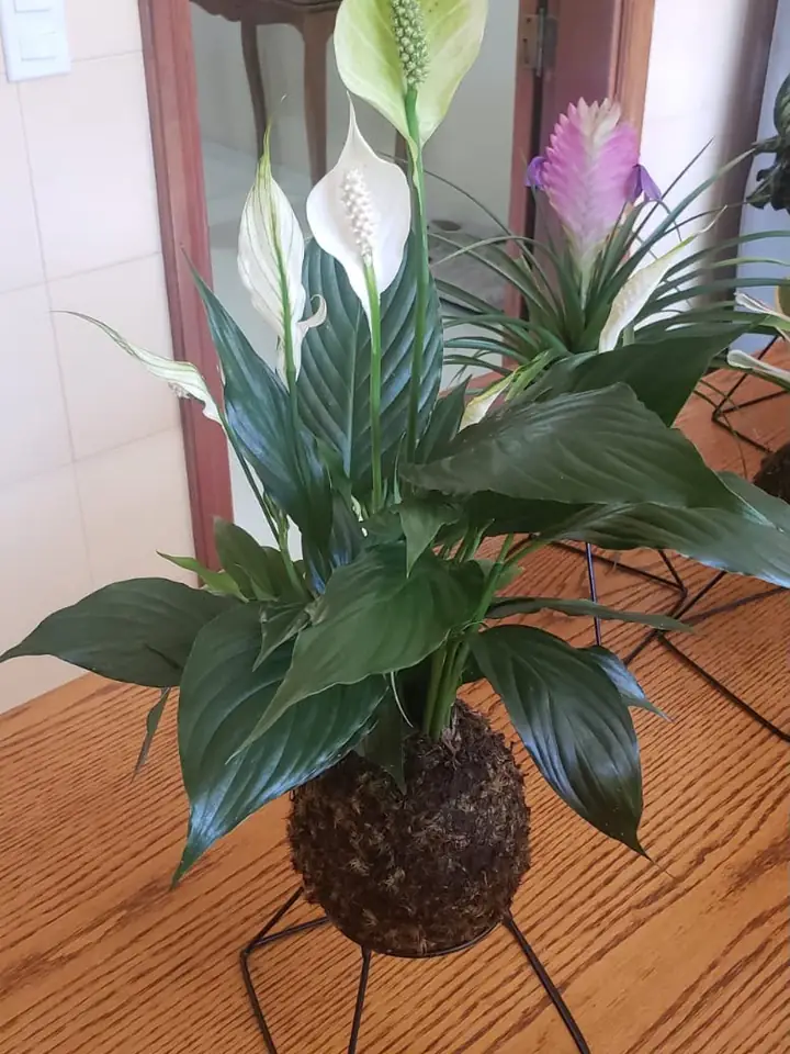 Kokedama de lírio-da-paz no suporte de ferro