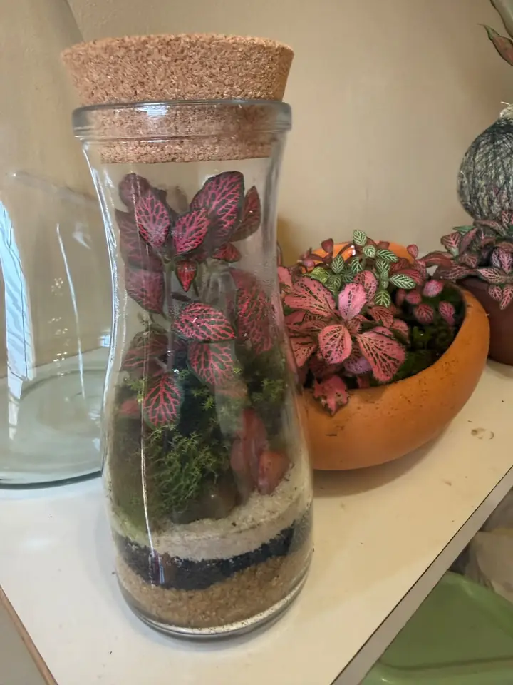 Terrário de fitônias em garrafa de vidro com tampa de cortiça
